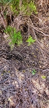 Plants: image 48 Of 208 Thumb